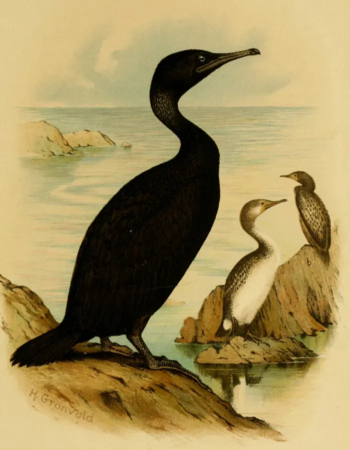 File:Phalacrocorax nigrogularis.jpg