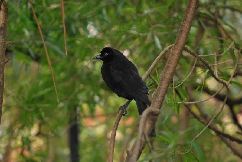 File:Lampropsar tanagrinus DT -BO Santa Cruz de la Sierra- (1) (20237617933).jpg