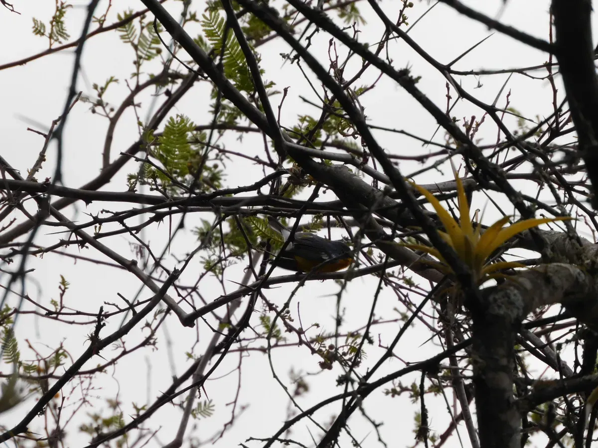 File:Setophaga pitiayumi "Tropical parula".jpg