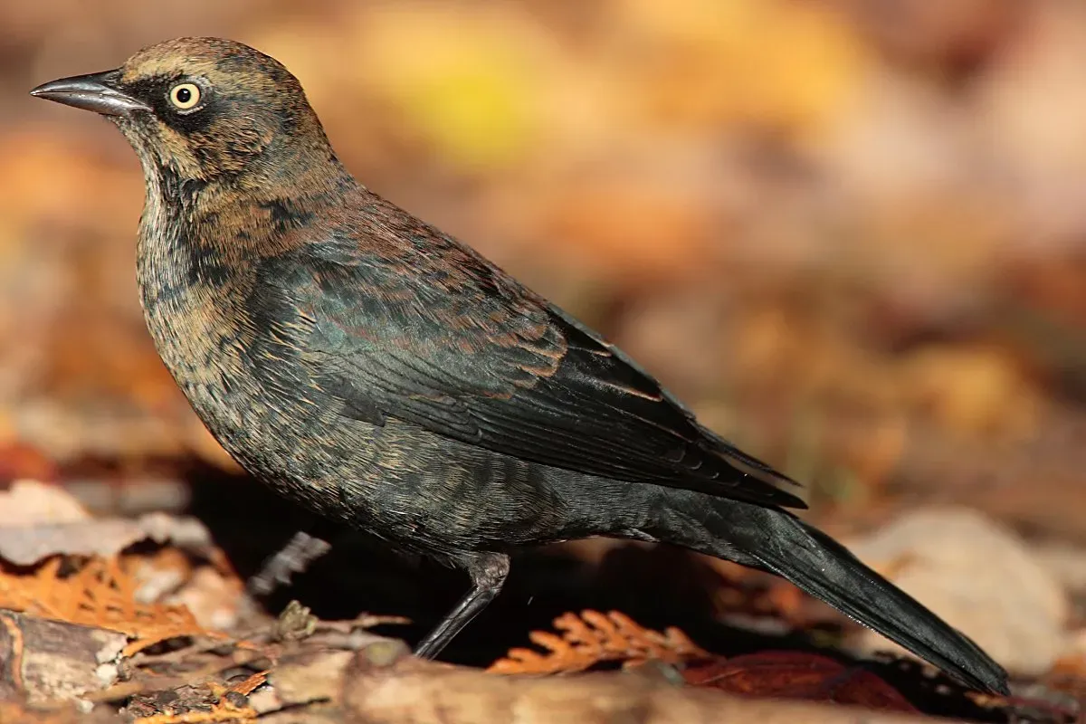 File:Euphagus-carolinus-001.jpg