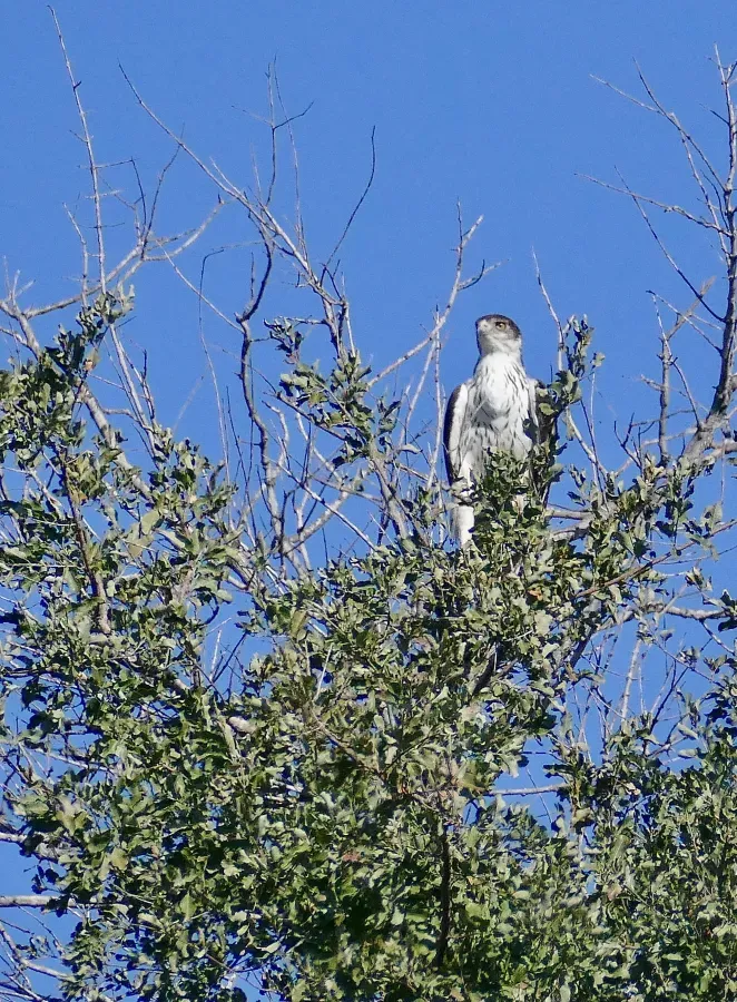 File:African Hawk-Eagle (Aquila spilogaster) (52550330691).jpg