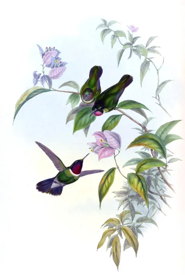 File:Heliangelus clarisse.jpg