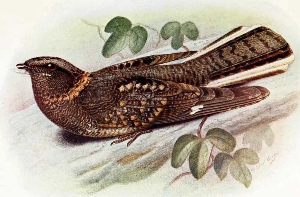 File:Caprimulgus poliocephalus.jpg