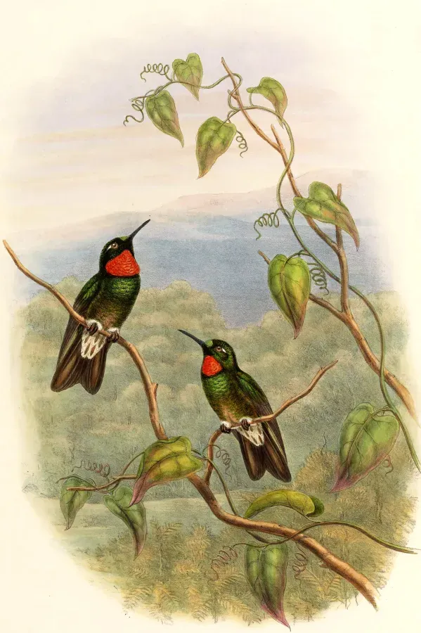 File:Heliangelus micraster.jpg