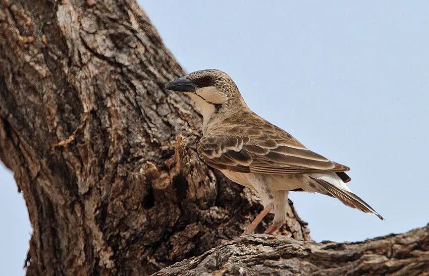 File:Plocepasser donaldsoni -Samburu National Reserve, Kenya-8.jpg