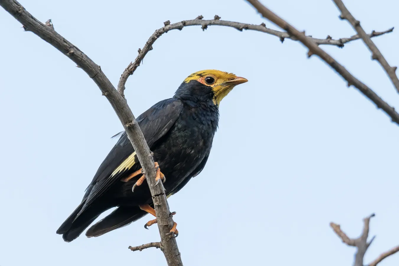 File:Ampeliceps coronatus 171294021.jpg