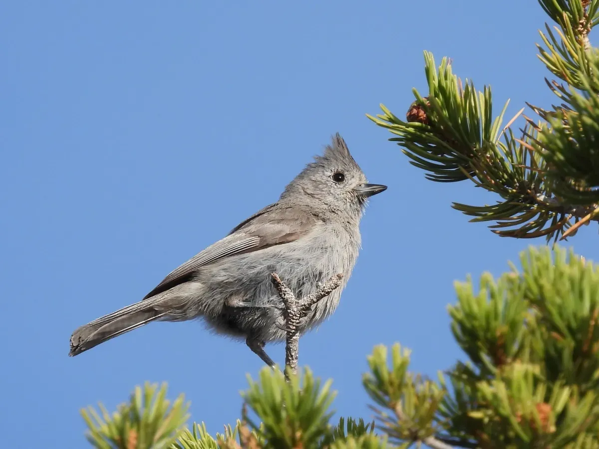 File:Baeolophus ridgwayi 129983971.jpg