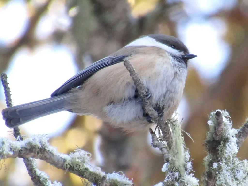 File:Poecile cinctus 107347702.jpg