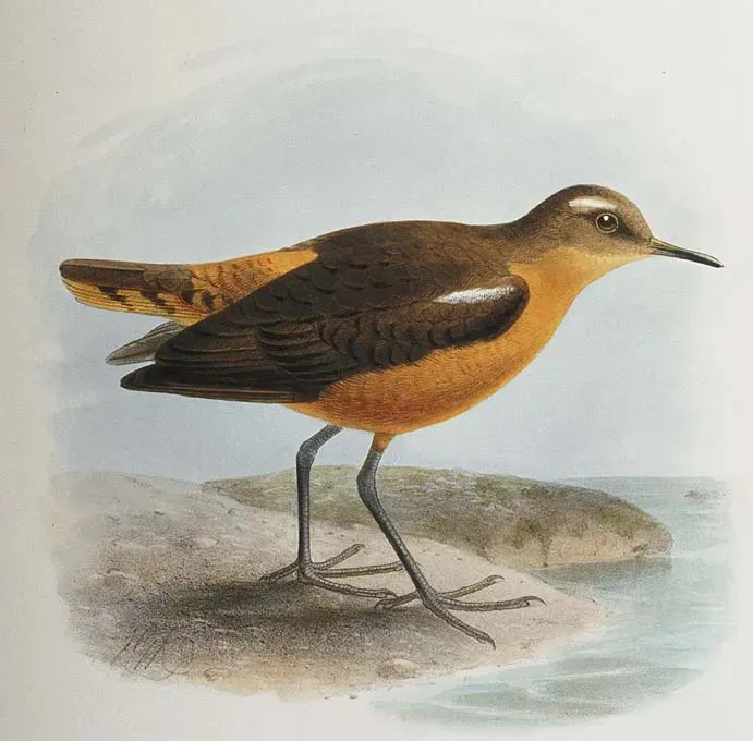 File:Prosobonia leucoptera.jpg