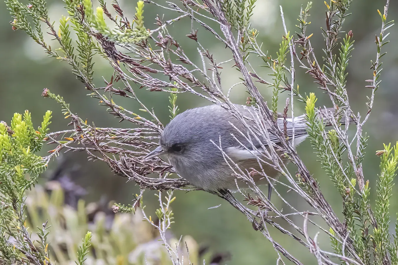 File:Réunion grey white-eye (Zosterops borbonicus).jpg