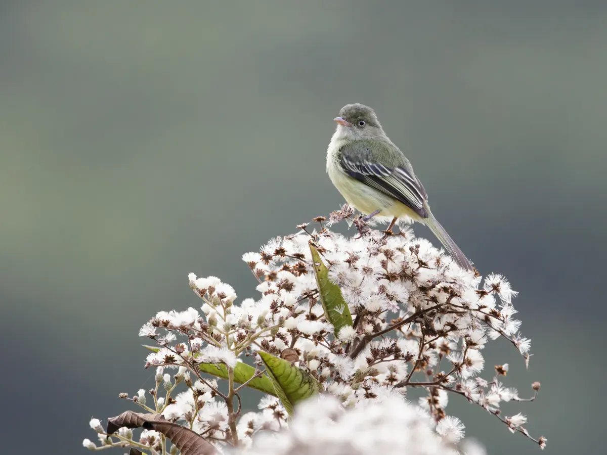 File:Zimmerius villarejoi - Mishana Tyrannulet.jpg