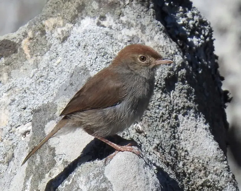 File:Cisticola fulvicapilla ssp. silberbauer, crop.jpg