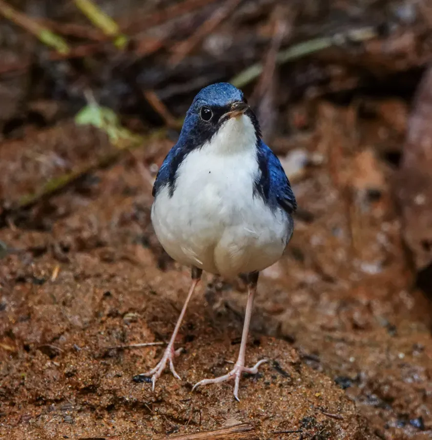 File:Larvivora cyane 211370371.jpg