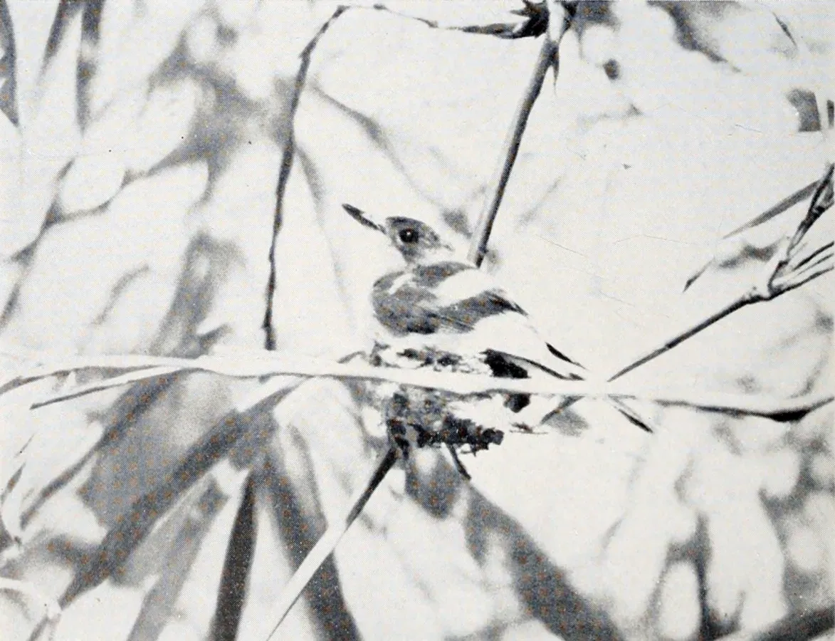 File:Myiagra freycineti.jpg