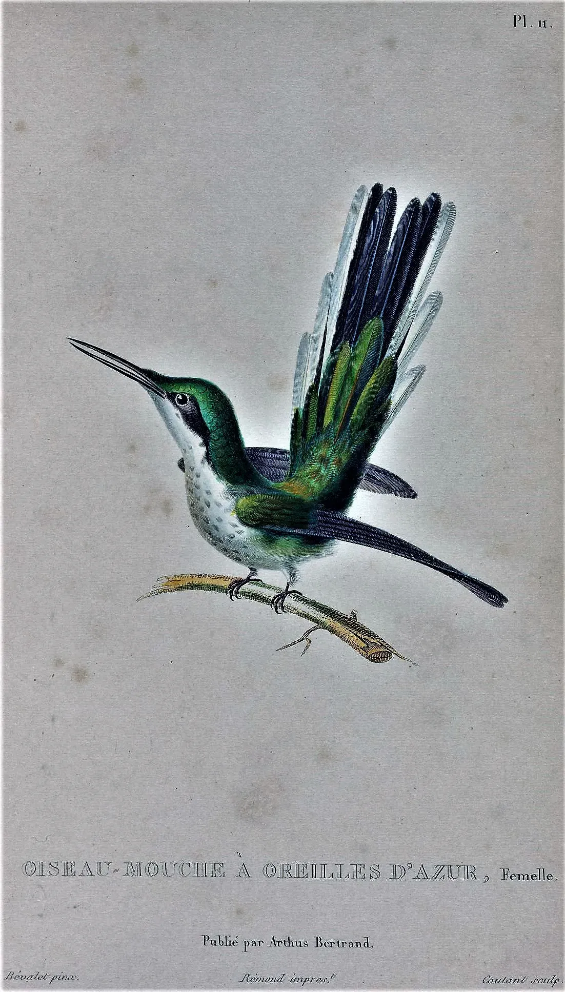 File:Heliothryx auritus (Female).jpg