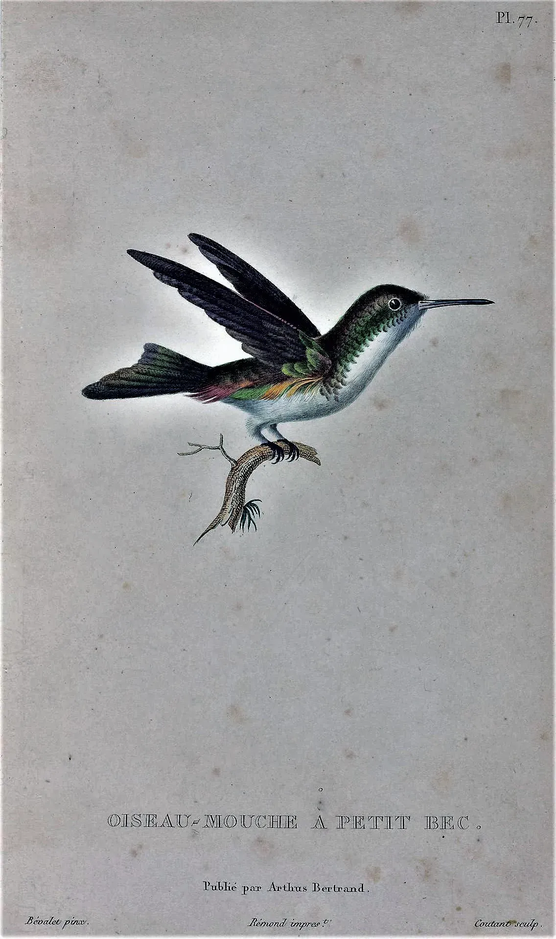File:Chrysuronia brevirostris.jpg