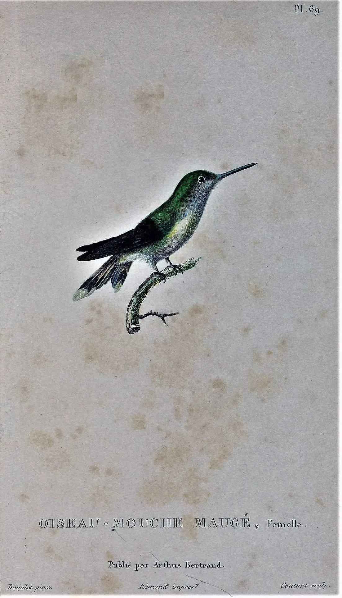 File:Riccordia maugaeus.jpg