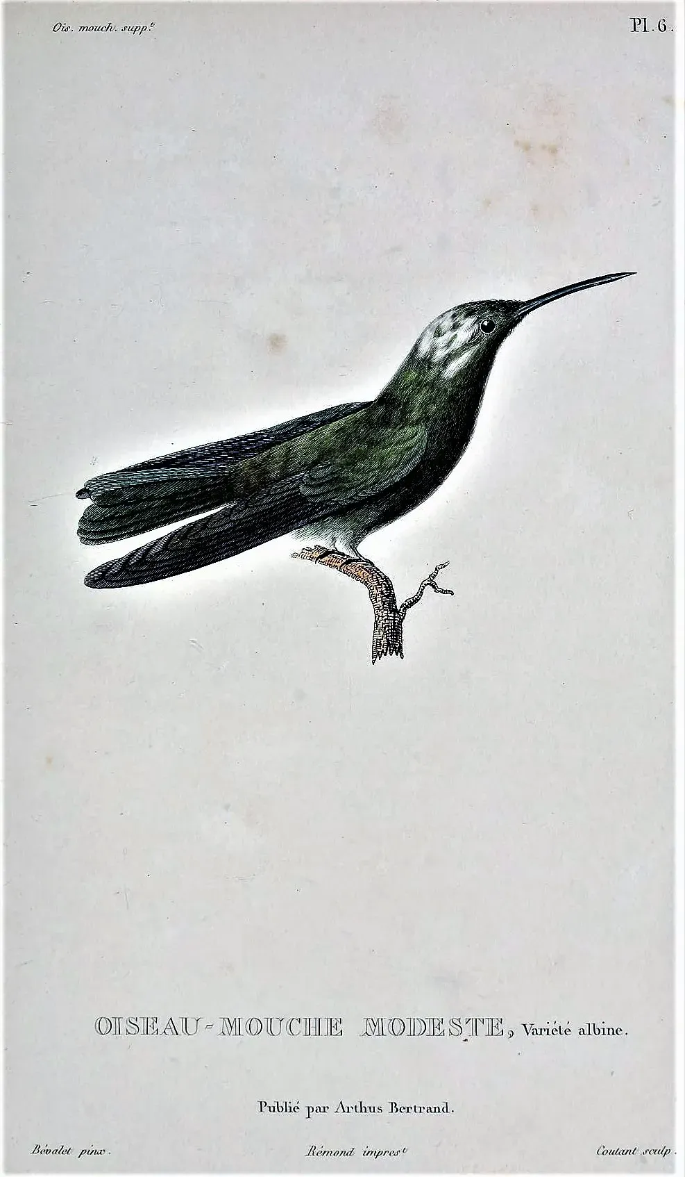 File:Eupetomena cirrochloris.jpg
