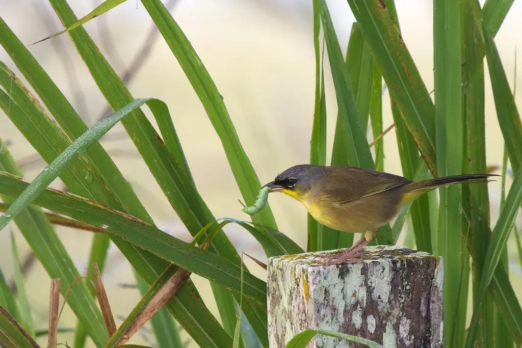 File:Geothlypis poliocephala -Belize-8.jpg