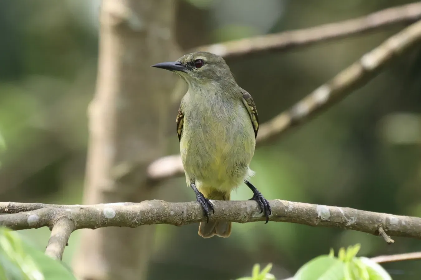 File:Anthreptes rectirostris 247962434.jpg