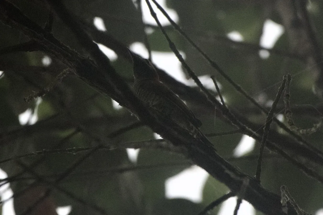 File:Dryobates dignus 250107137.jpeg