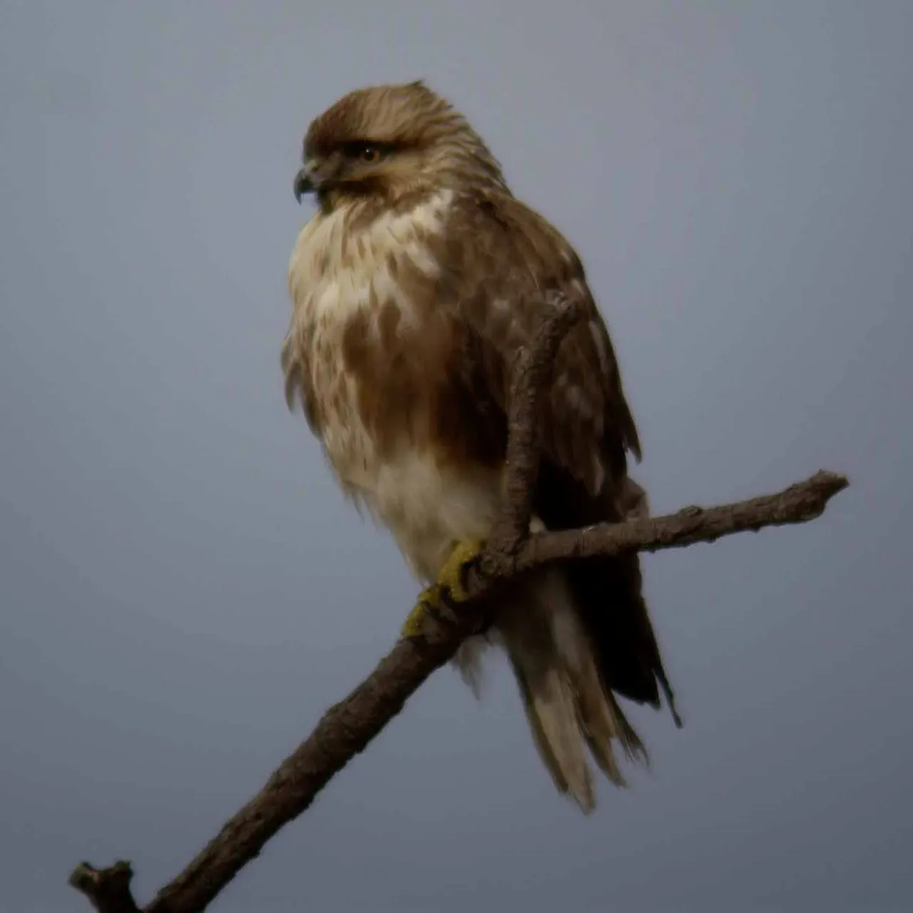 File:Buteo japonicus1.jpg