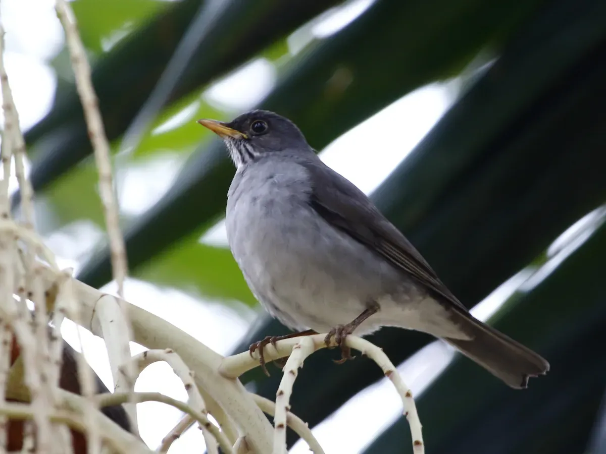 File:Turdus subalaris Eastern Slaty-Thrush; Santo André, São Paulo, Brazil.jpg