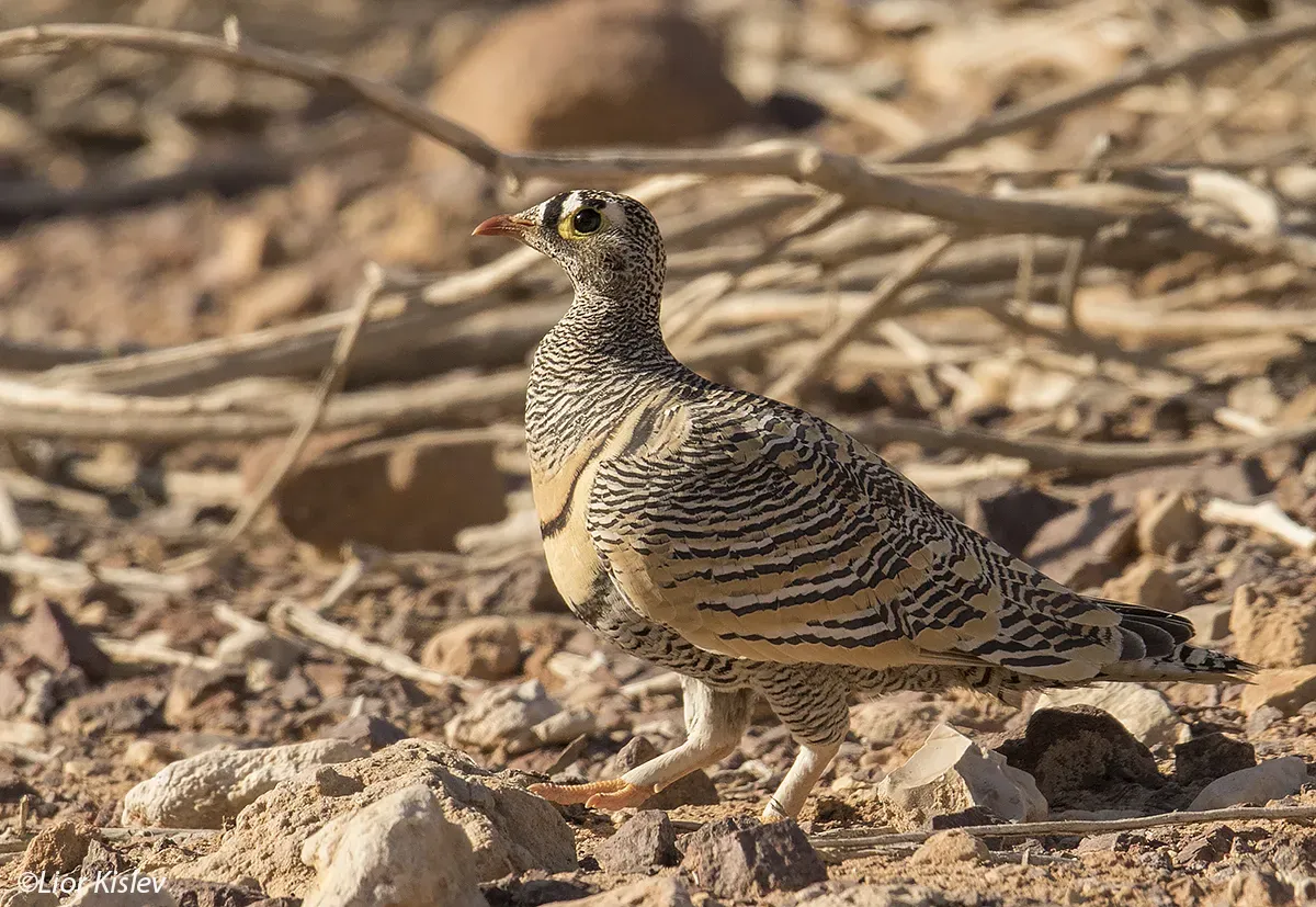 File:Lichtenstein's sandgrouse (Pterocles lichtensteinii) male, Eilat. by Lior Kislev.jpg