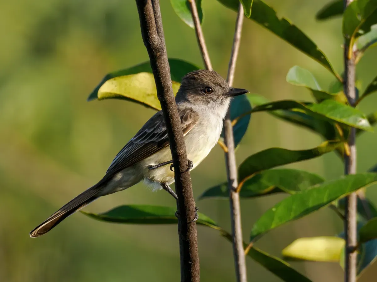 File:Rhytipterna immunda - Pale-bellied Mourner.jpg