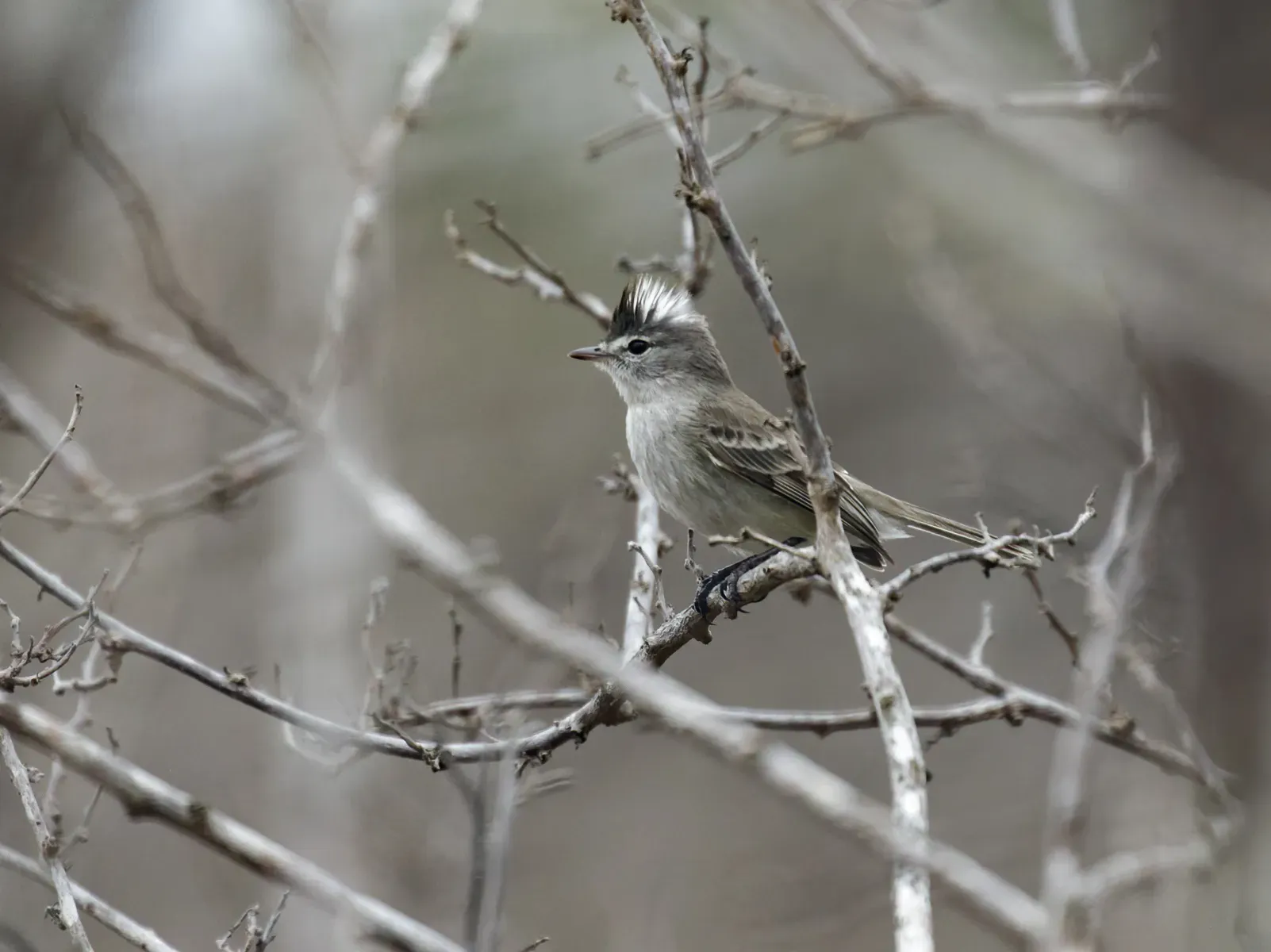 File:Pseudelaenia leucospodia - Gray-and-white Tyrannulet.jpg