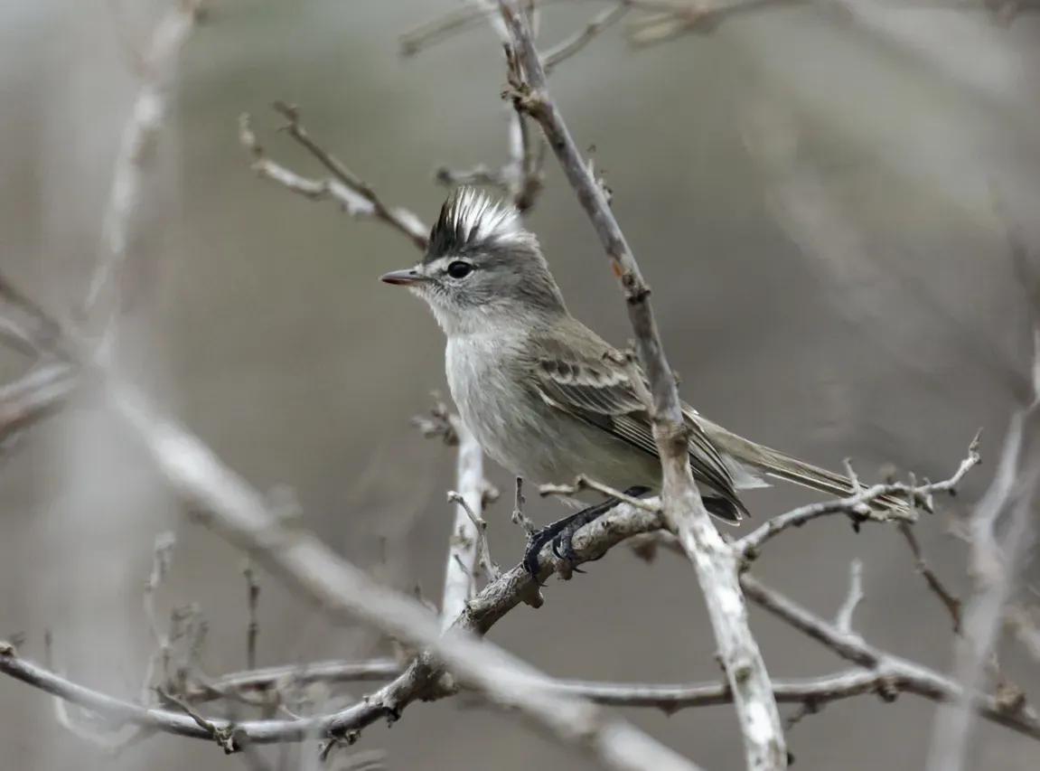 File:Pseudelaenia leucospodia - Gray-and-white Tyrannulet (cropped).jpg