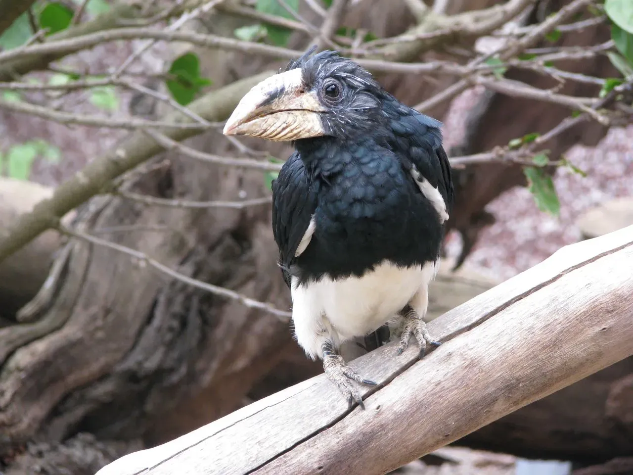 File:Bycanistes fistulator -Guinate Tropical Park, Lanzarote, Canary Islands, Spain-8.jpg