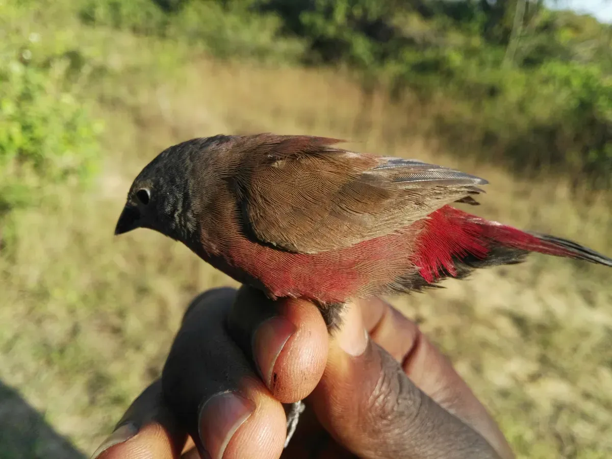 File:Lagonosticta sanguinodorsalis 252710964.jpg