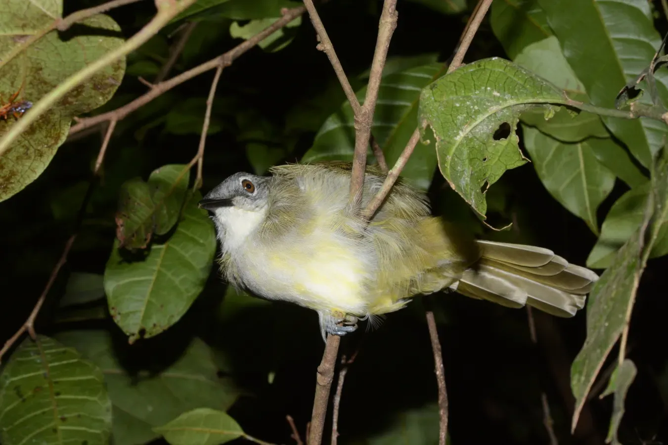 File:Phyllastrephus flavostriatus 188132589.jpg