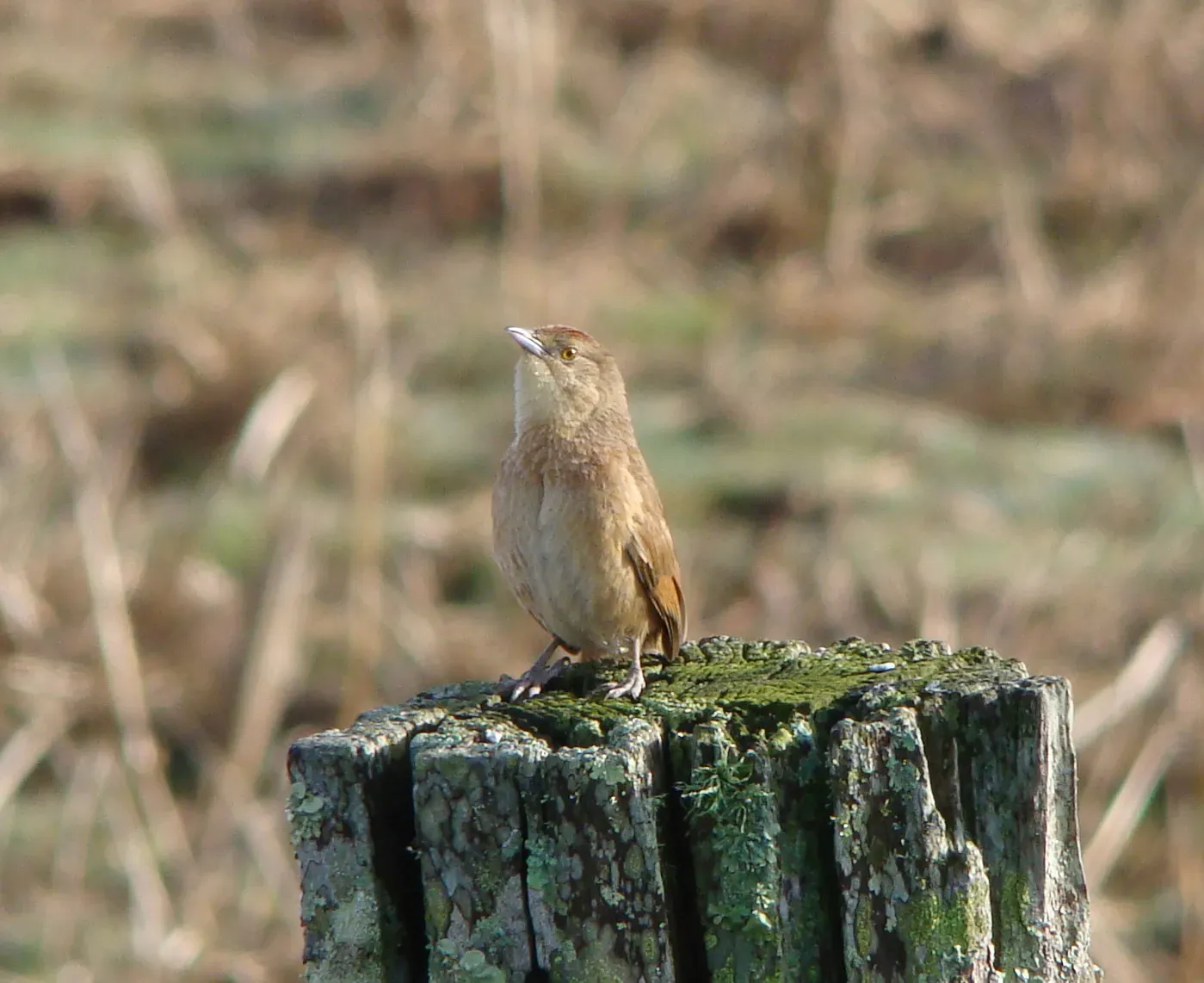 File:Freckle-breasted Thornbird (Phacellodomus striaticollis).jpg