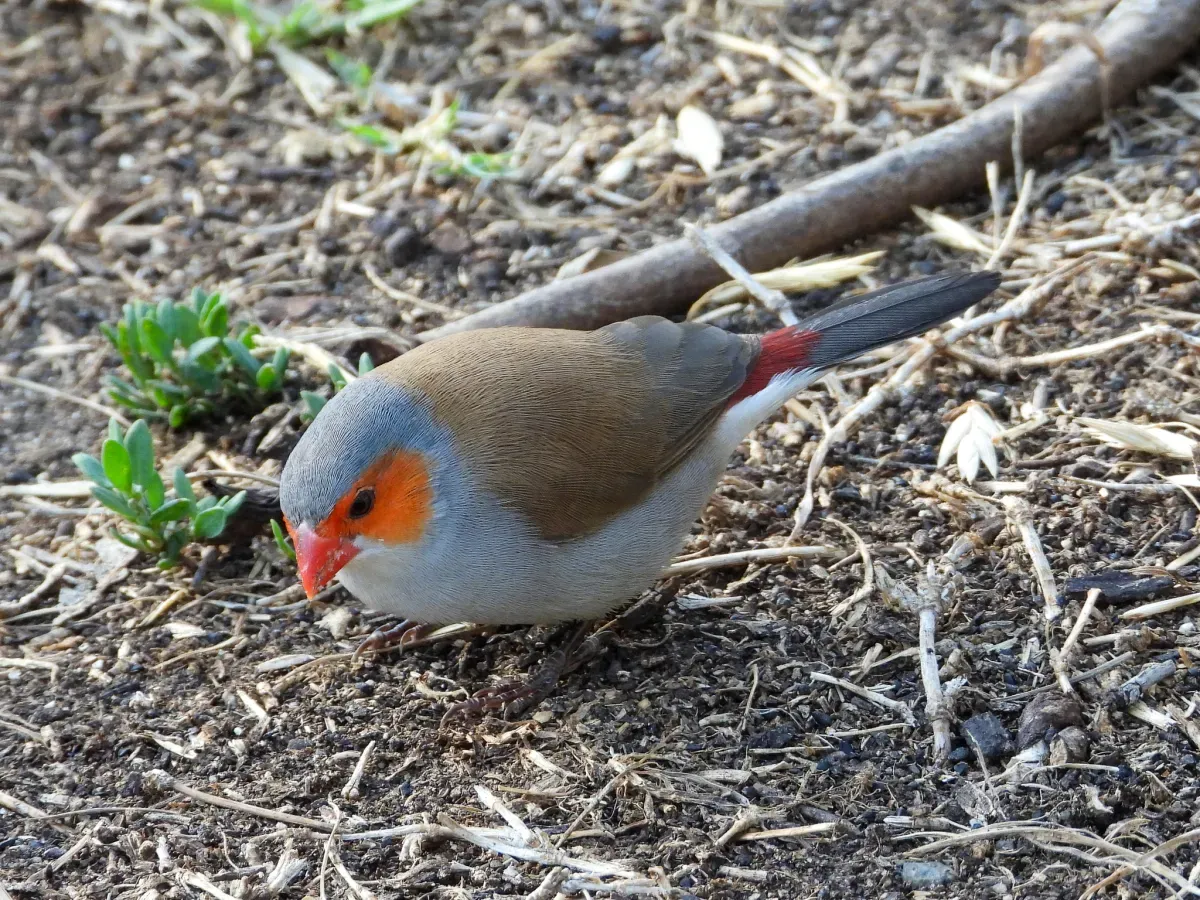 File:Estrilda melpoda 128071692.jpg