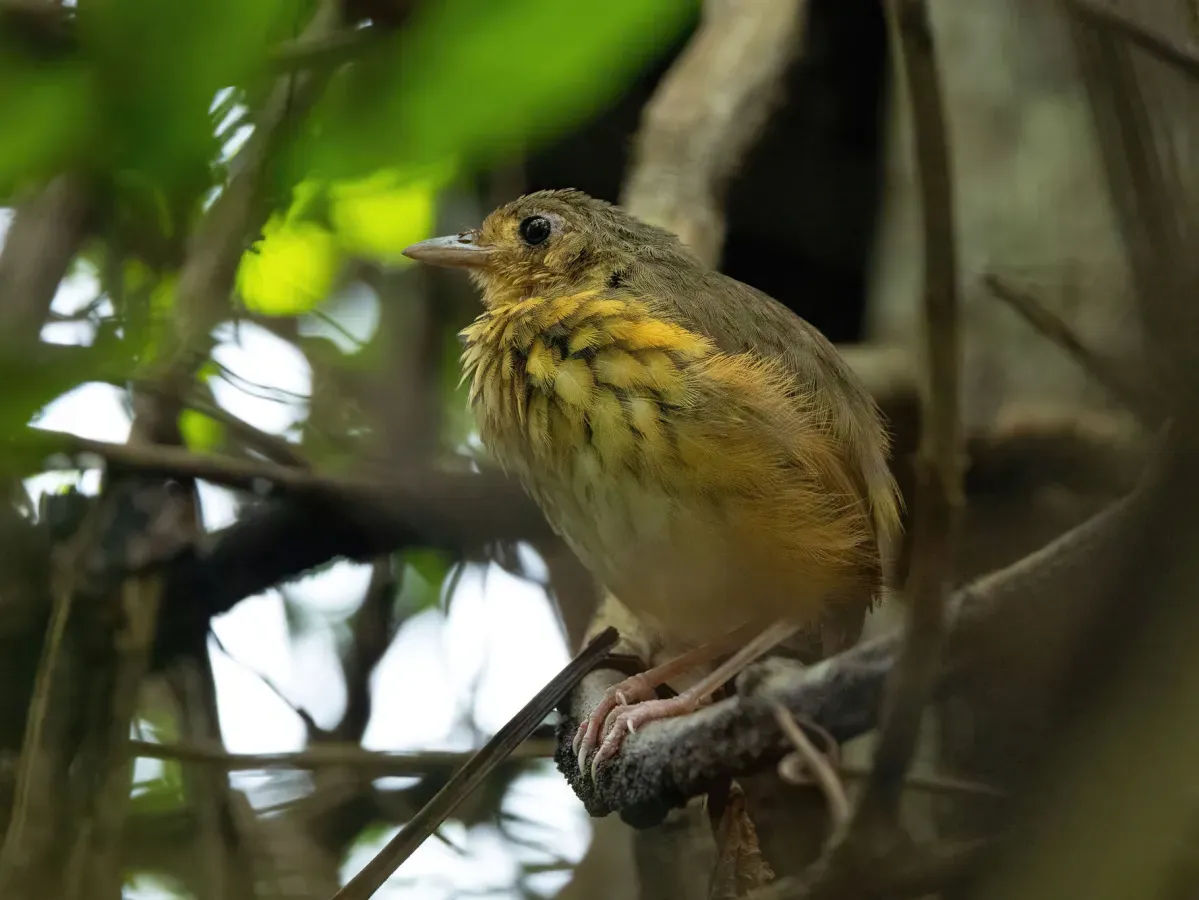 File:Myrmothera berlepschi 211711443.jpg