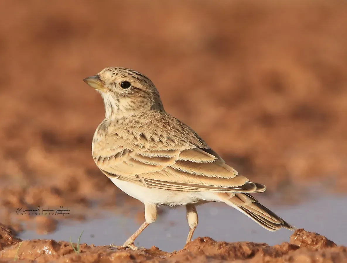 File:Alaudala rufescens 77058327.jpg