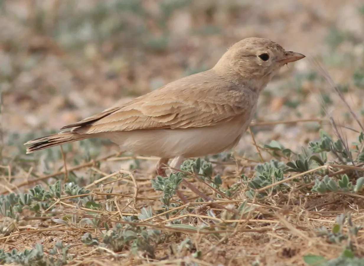 File:Ammomanes cinctura 116646106.jpg