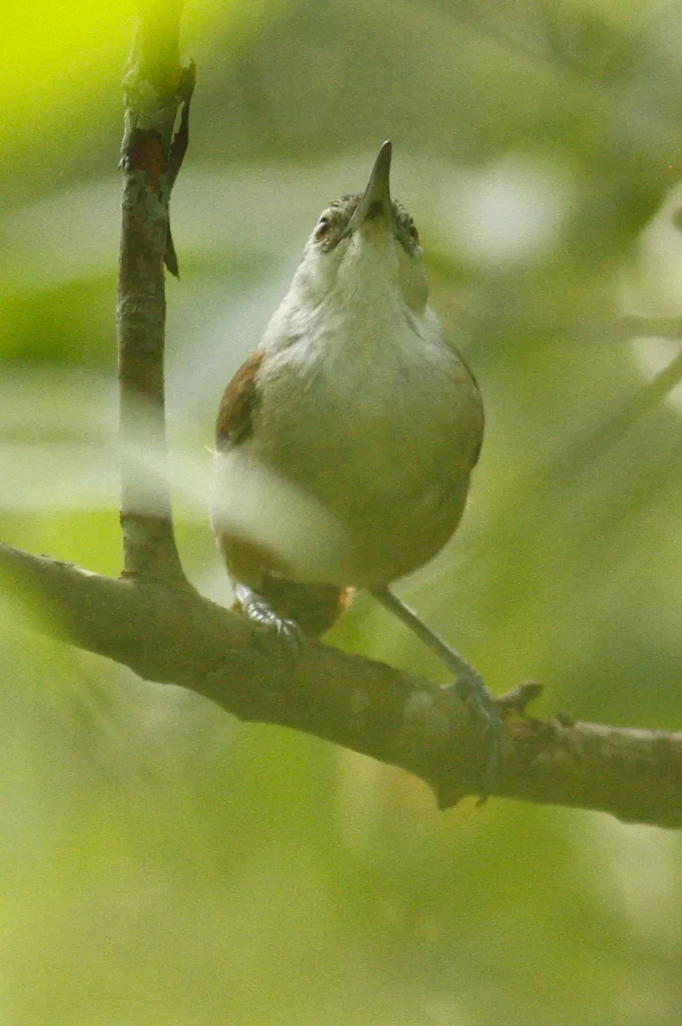 File:Cantorchilus superciliaris 12870341.jpg