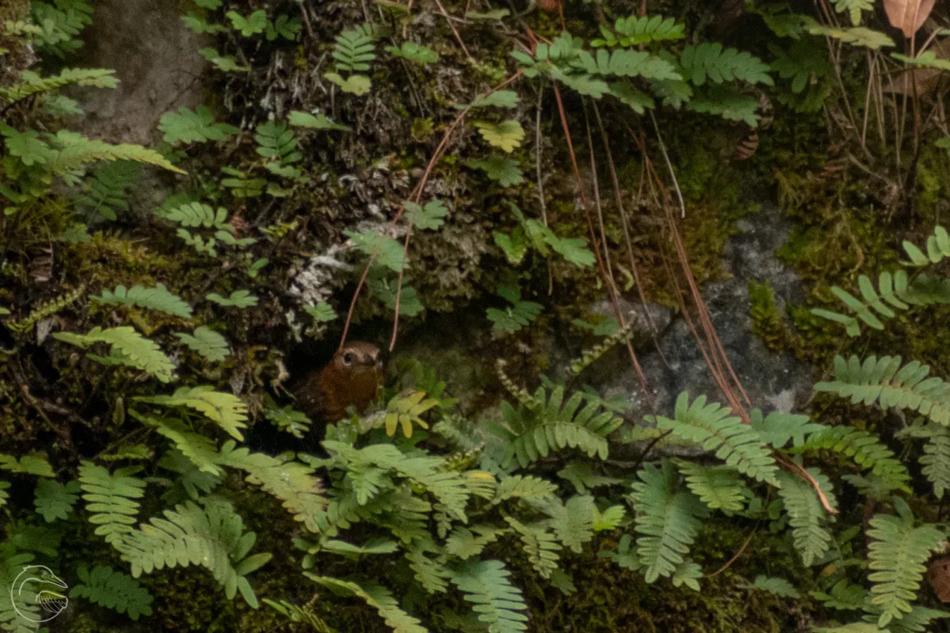File:Troglodytes rufociliatus 188614652.jpg