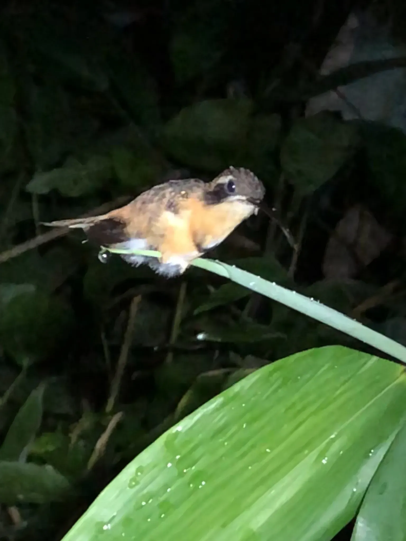 File:Phaethornis stuarti 159156924.jpg