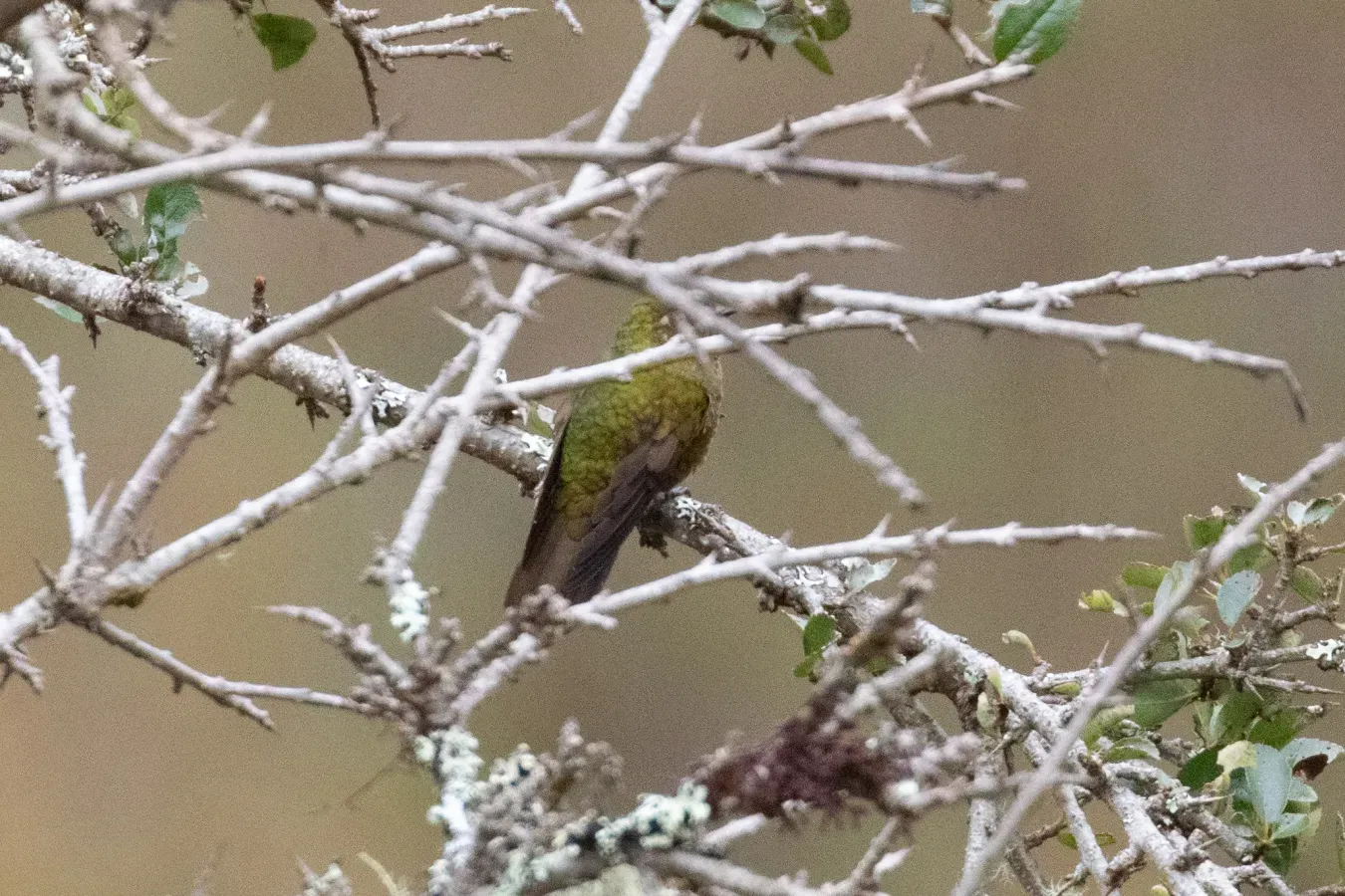 File:Metallura eupogon 106427215.jpg