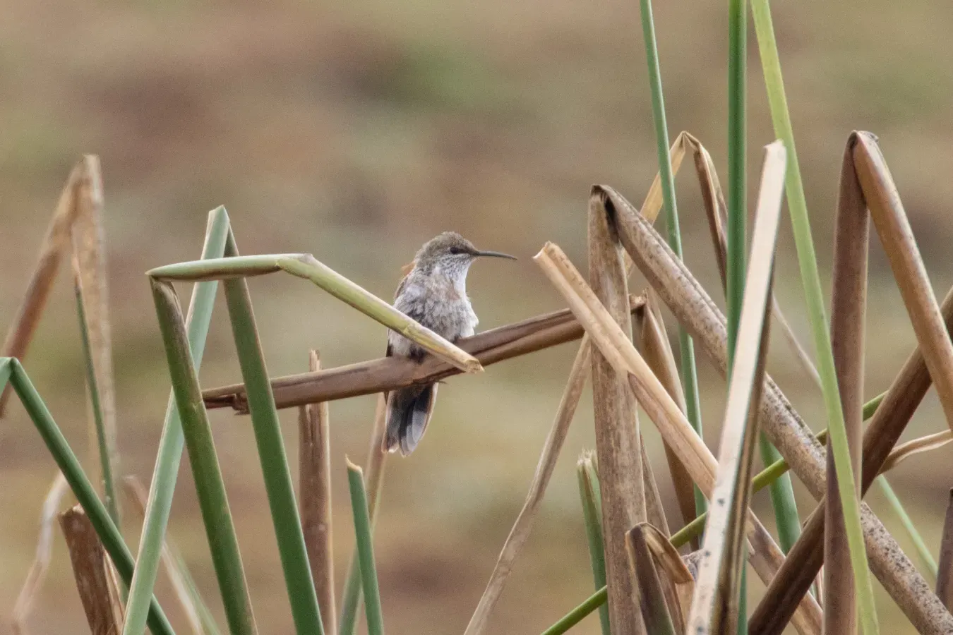 File:Oreotrochilus melanogaster 105738391.jpg
