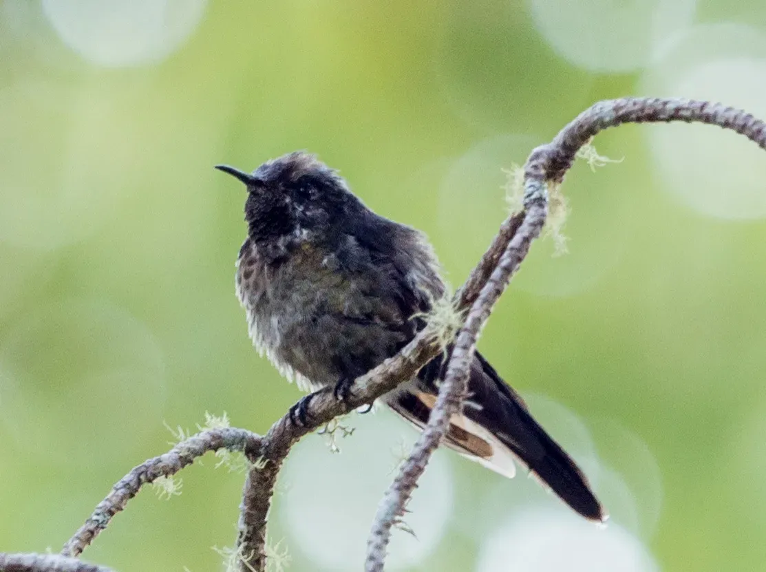 File:Ramphomicron dorsale 60458518.jpg