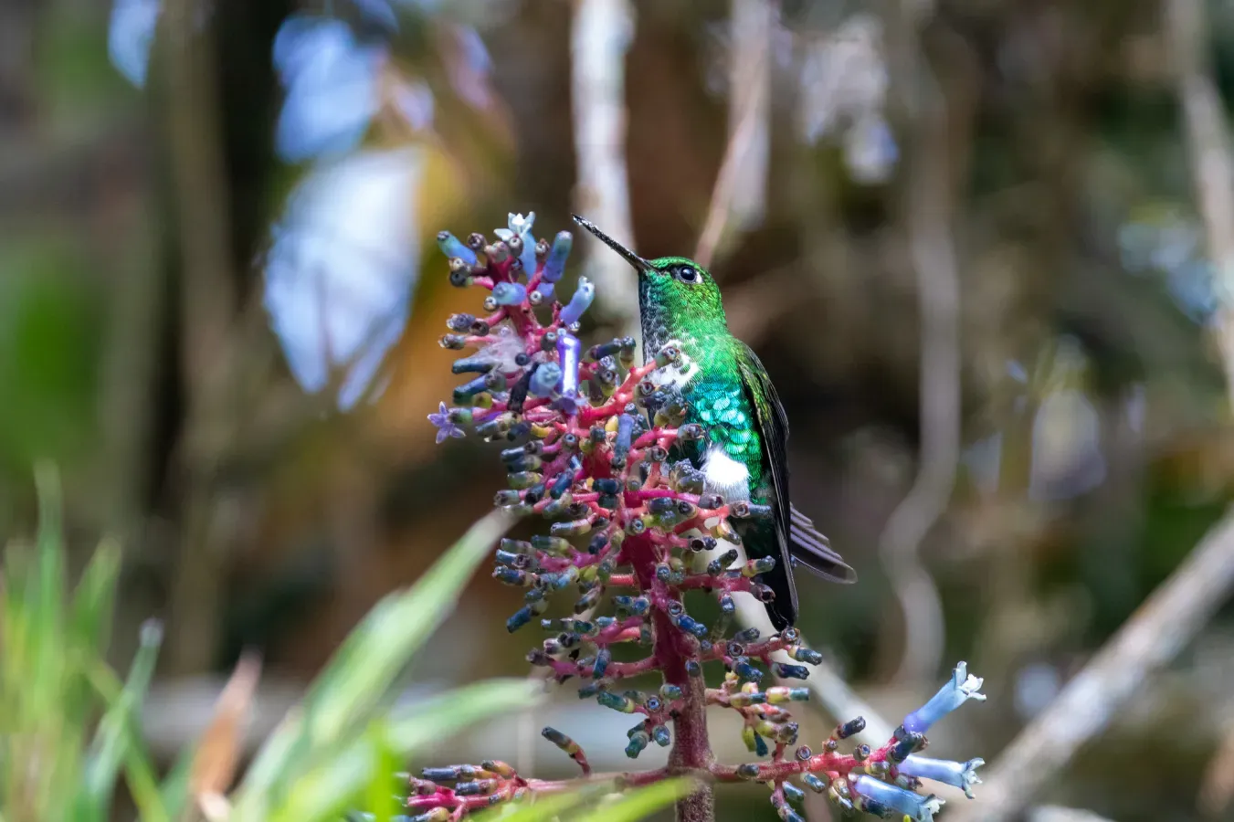 File:Eriocnemis aline 104126190.jpg