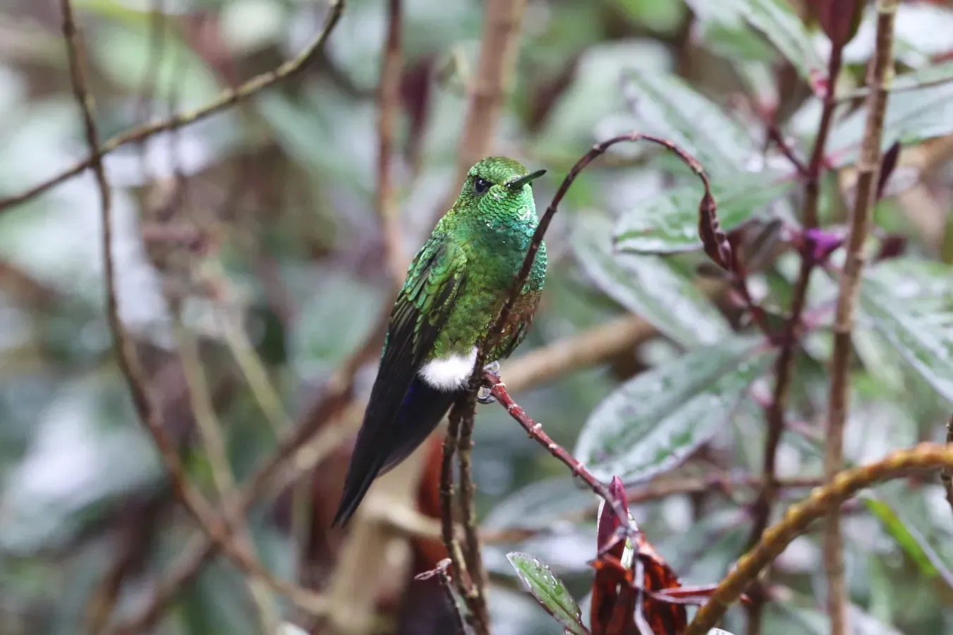 File:Eriocnemis cupreoventris 181480450.jpg
