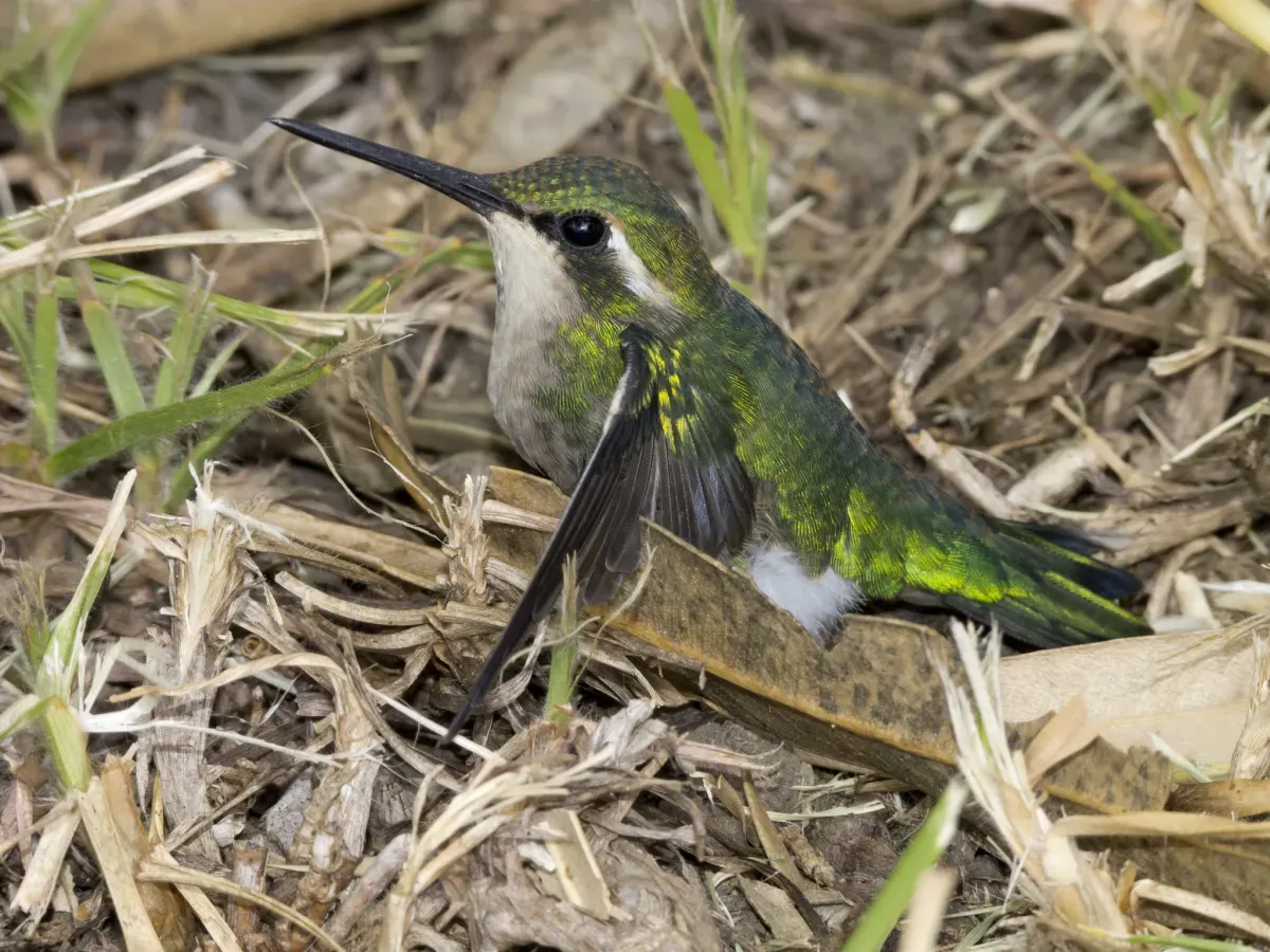 File:Chlorostilbon poortmani 89804840.jpg
