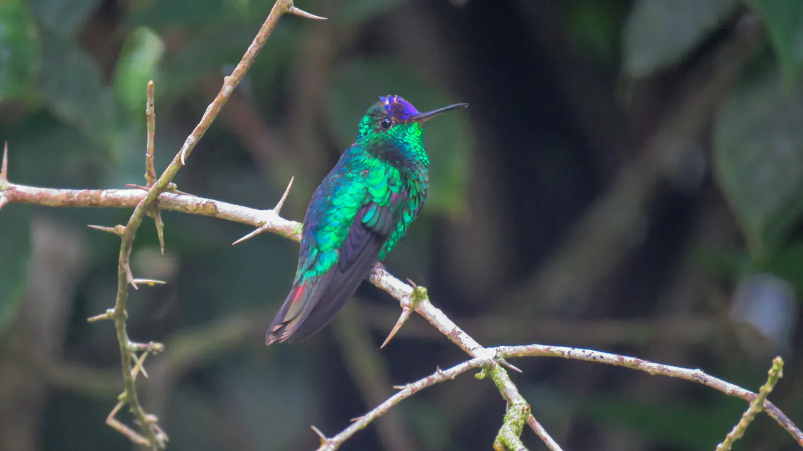 File:Goldmania violiceps 213644506.jpg