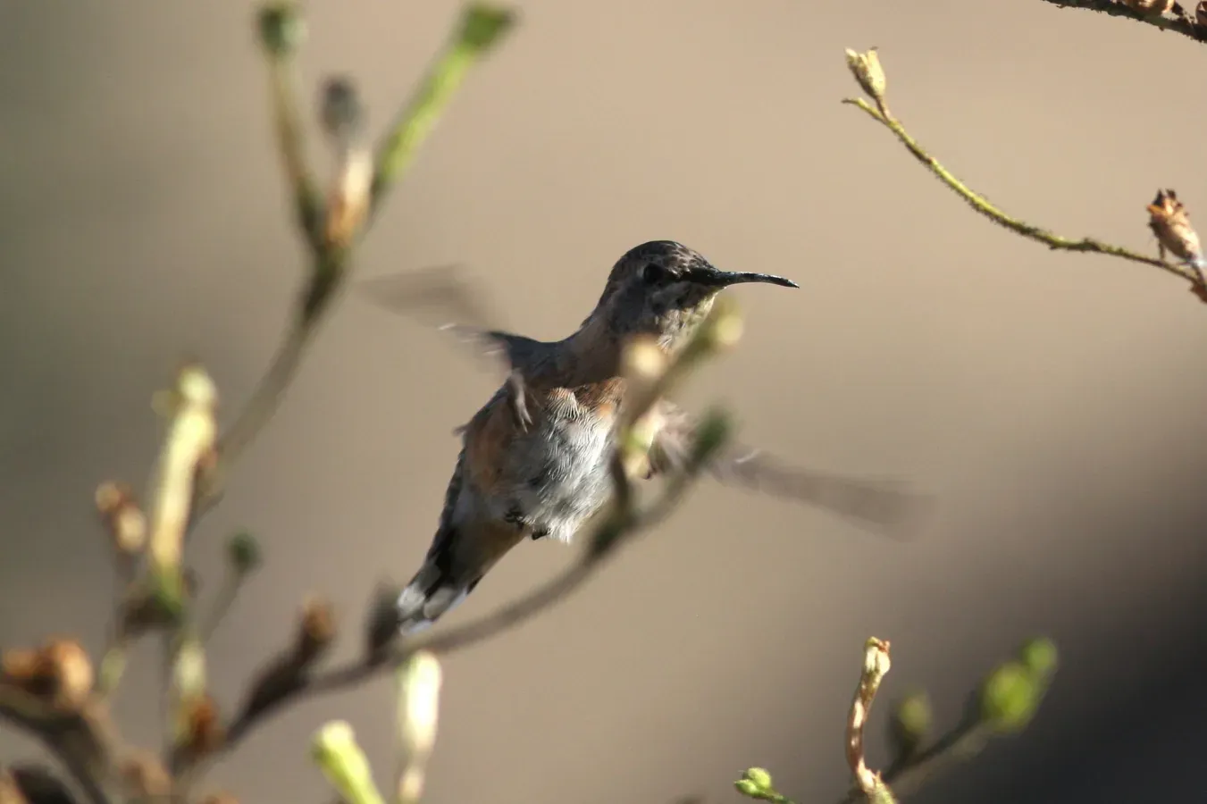 File:Myrtis fanny 114469069.jpg